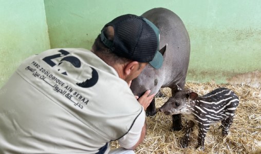 Zoo de Aïn Sebaâ : naissance d’un tapir brésilien, une avancée pour la conservation des espèces menacées